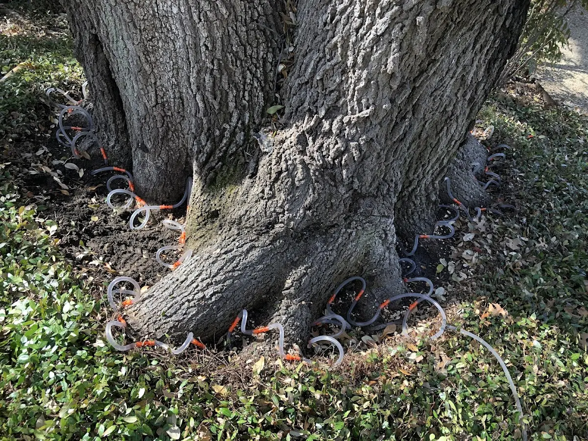 Detailed Tree Cabling and Bracing job site in Garita