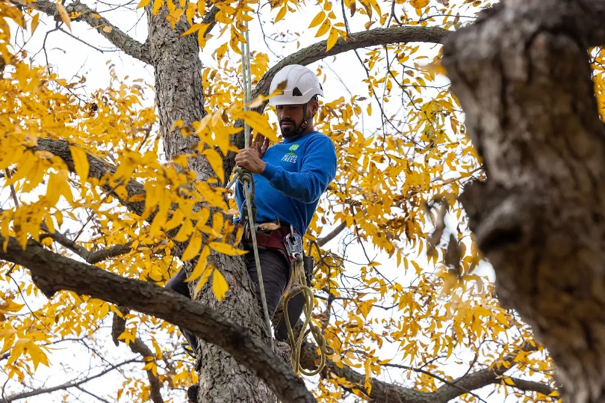 Skilled Tree Pruning crew working in Garita