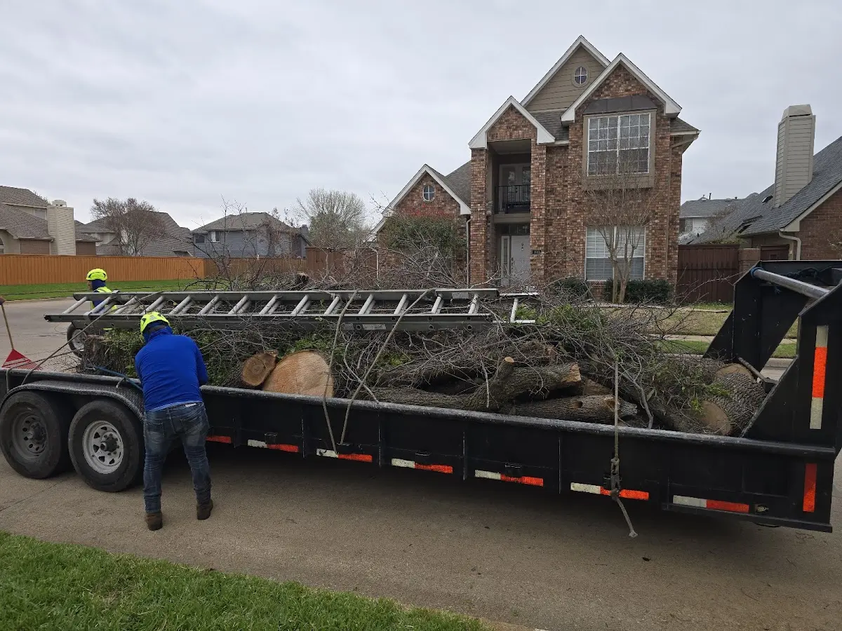 Expert Tree Removal with proper safety equipment in Garita